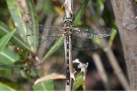 Male. June 2013, Rio Hozgarganta, Los Alcornocales, Andalucia, ES