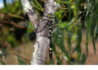 Male. June 2013, Rio Hozgarganta, Los Alcornocales, Andalucia, ES