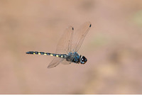 Male. July 2014, Rio Escalona, Bicorp, Valencia, ES
