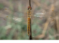 Male. April 2017, Fenyo Bolong, Gunjur, Western Division, GM