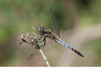 Young male. August 2014, Canal de Vergières, Crau, dept. Bouches-du-Rhône, FR