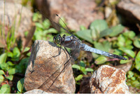Mature male. August 2019, Barrage du Tavulaghju, Galéria, Haute-Corse, FR