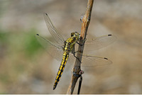 Teneral male. April 2006, PN Carrascoy y el Valle, Murcia, ES