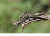 Mature female. August 2014, Canal de Vergières, Crau, dept. Bouches-du-Rhône, FR