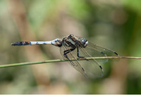 Young male. June 2018, riv. Veleka, Sinemorets, BG