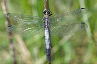 Mature male. July 2010, Cerknica Jezero, Postonja, SI