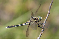 Female. August 2014, Canal de Vergières, Crau, FR