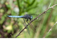 Nominate subsp. mature male. June 2015, trib. Fiume Lao, Papasidero, Calabria, IT