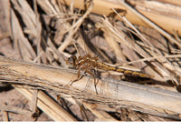 Nominate subsp. young male. July 2014, Rio Escalona, Bicorp, Valencia, ES