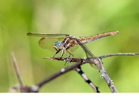 Nominate subsp. adult female. July 2015, near Ermua, Pais Vasco, ES