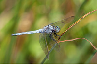 Intermediate O. c. coerulescens/anceps male. July 2018, Rio Murtazzolu, Birori, Sardinia, IT