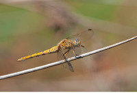 O. c. anceps female. June 2019, Koycegiz, Mugla, TR