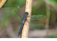 O. c. anceps old female. June 2019, Koycegiz, Mugla, TR