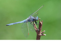 O. c. anceps male. June 2019, riv. Xanthos, Alaçat, Mugla, TR