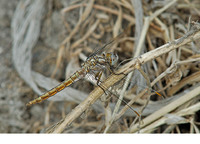 Young male. June 2006, Magazia brook, Skyros, Sporades, GR