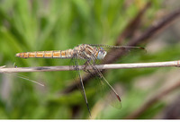 Female. June 2011, Fatsadhika, Kythera, GR
