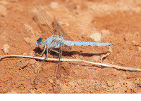 Male. October 2019, Labyar, Guelmim-Es Smara, MA