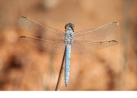 Male. October 2019, Labyar, Guelmim-Es Smara, MA