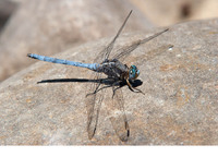 Male. June 2013, Rio Hozgarganta, Los Alcornocales, Andalucia, ES