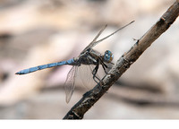 Male. June 2013, Rio Hozgarganta, Los Alcornocales, Andalucia, ES