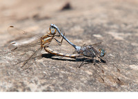 Copula. July 2017, Rio Hozgarganta, Jimena de la Frontera, Andalucia, ES
