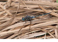Young male. December 2012, Fenyo Bolong, Gunjur, Western Division, GM