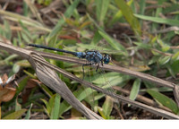 Mature male. December 2012, Marakissa, Western Division, GM