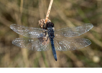 Male. July 2010, Lake Velo Blato, Island Pag, HR
