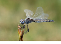 Female. July 2010, Lake Velo Blato, Island Pag, HR
