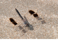 Mature male. December 2012, beach Fenyo Bolong, Gunjur, Western Division, GM