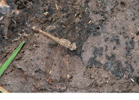 Female. December 2012, Marakissa, Western Division, GM