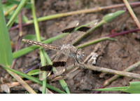Young male. December 2012, Marakissa, Western Division, GM