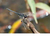 Mature male. April 2017, wetlands Kartong, Western Division, GM