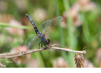 Adult female. June 2019, riv. Xanthos, Alaçat, Mugla, TR