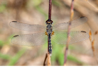 Young male. June 2019, riv. Xanthos, Alaçat, Mugla, TR