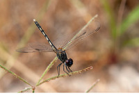 Young male. June 2019, riv. Xanthos, Alaçat, Mugla, TR
