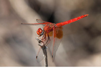 Male. June 2013, Rio Guadiaro, Los Alcornocales, Andalucia, ES