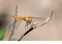 Female. July 2017, Rio Hozgarganta, Jimena de la Frontera, Andalucia, ES