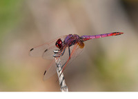 Mature male. July 2017, Rio Hozgarganta, Jimena de la Frontera, Andalucia, ES