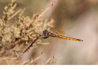 Young male. September 2018, Oued Ziz, Errachidia, MA
