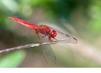 Male. August 2019, Barrage du Tavulaghju, Galéria, Haute-Corse, FR