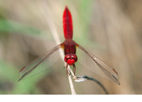 Male. June 2015, near Tarsia, Calabria, IT