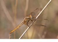 Female. July 2014, Los Monegros, Aragon, ES