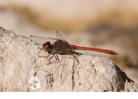 Male. November 2017, Ontinyent, Valencia, ES