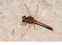 Male. November 2017, Ontinyent, Valencia, ES