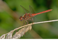 Male. September 2009, Den Diel, Mol, prov. Antwerpen, BE