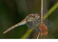 Female. August 2006, De Plateaux, Valkenswaard, prov. Noord-Brabant, NL