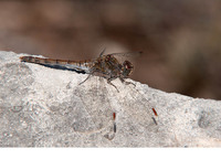 Mature female. November 2017, Ontinyent, Valencia, ES