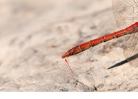 Lower appendage distinctly shorter as upper (compare S. sinaiticum)