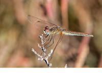 Female. November 2017, El Pinet, Valencia, ES